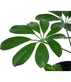 Strahlenaralie - Schefflera Arboricola Compacta 'Nora', Hydrokultur -Compo Verkaufsgeschäft 8425472 WE DE 001 SCHEFFLERACOMPACTANora