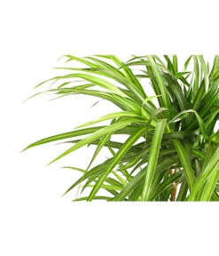 Drachenbaum - Dracaena Reflexa 'Anita' -Compo Verkaufsgeschäft 8440000 PR DE 001 DrachenbaumDracaenaReflexaAnitaVariegataT19DehnerExpressHerzig