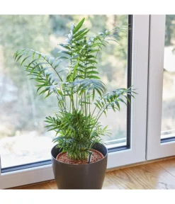 Seramis Spezialsubstrat Für Palmen, 7 L -Compo Verkaufsgeschäft 8475907 WE MO 004 SeramisPalmenGranulat7L