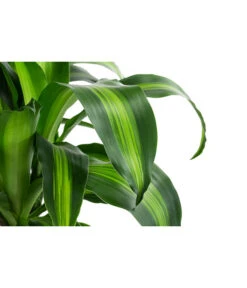 Drachenbaum - Dracaena Fragrans 'Massangeana', In Keramik -Compo Verkaufsgeschäft 8478695 WE DE 001 DracaenaMassangeanaT21KeramikAmberEarth