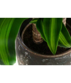 Drachenbaum - Dracaena Fragrans 'Massangeana', In Keramik -Compo Verkaufsgeschäft 8478695 WE DE 002 DracaenaMassangeanaT21KeramikAmberEarth