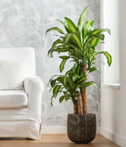 Drachenbaum - Dracaena Fragrans 'Massangeana', In Keramik -Compo Verkaufsgeschäft 8478695 WE MO 001 DracaenaMassangeanaT21KeramikAmberEarth