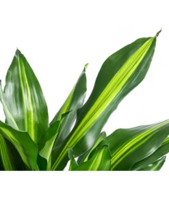 Drachenbaum - Dracaena Fragrans 'Cintho', In Seegras-Korb Phil -Compo Verkaufsgeschäft 8478703 WE DE 001 DracaenaCinthoT21imKorbPhil gruen natur