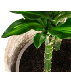 Drachenbaum - Dracaena Fragrans 'Cintho', In Seegras-Korb Phil -Compo Verkaufsgeschäft 8478703 WE DE 002 DracaenaCinthoT21imKorbPhil gruen natur