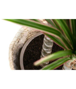 Drachenbaum - Dracaena Marginata 'Bicolor', In Seegras-Korb -Compo Verkaufsgeschäft 8478729 WE DE 002 DracaenaMarginataVariegataBicolorT21imKorbPhil