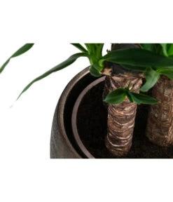 Yucca-Palme - Yucca Elephantipes, In Keramik -Compo Verkaufsgeschäft 8478745 WE DE 002 Yucca3erT21inKeramikMatheaGold
