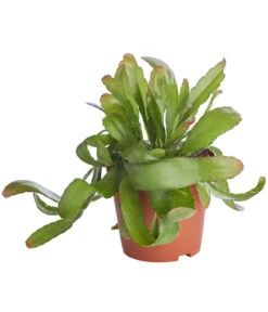 Korallenkaktus - Rhipsalis 'Red Coral'