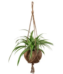 Kokodama-Ampel Grünlilie - Chlorophytum