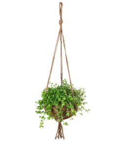 Kokodama-Ampel Kanonierblume - Pilea Depressa