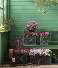 Liebesperlenstrauch 'Profusion' -Compo Verkaufsgeschäft 8501850 8213175 WE MO 001 Chrysanthemen 8620528 CyclameIndiaka