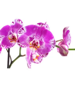 Schmetterlingsorchidee - Phalaenopsis Cultivars 'Victorio' -Compo Verkaufsgeschäft 8503724 WE DE 001 PhalaenopsisVictorioZweitriebigMixT15