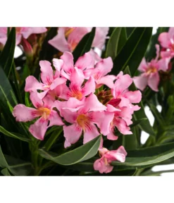 Oleander -Compo Verkaufsgeschäft 8503831 WE DE 001 NeriumOleanderBuschRosaT22