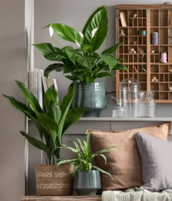 Dehner Keramik-Übertopf Elsa, Bauchig, Türkis -Compo Verkaufsgeschäft 8504326 WE MO 001 Schusterpalme