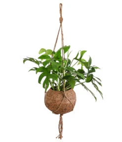 Kokodama-Ampel Fensterblatt - Monstera Minima
