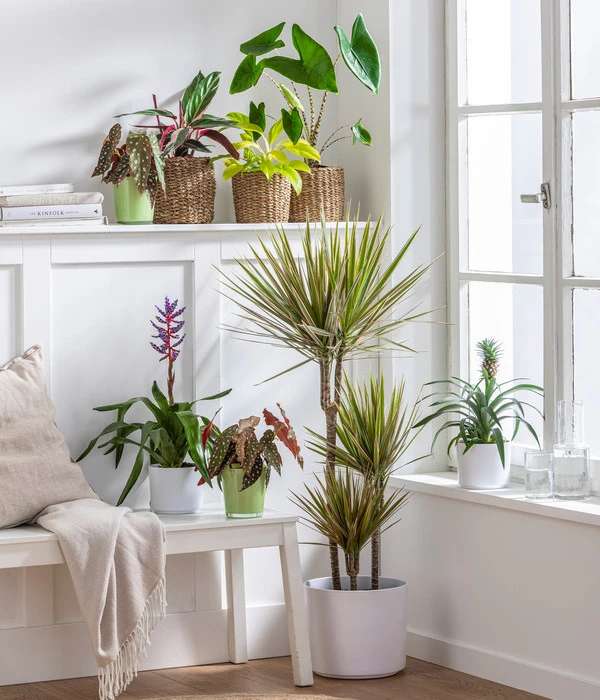 Drachenbaum - Dracaena Marginata 'Bicolor' – Bild 2