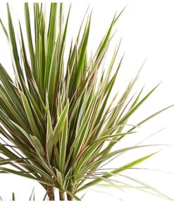 Drachenbaum - Dracaena Marginata 'Bicolor' -Compo Verkaufsgeschäft 8510406 WE DE 001 DrachenbaumDracaenaMarginataBicolor3erTuffT21DehnerExpressHerzig