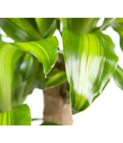 Drachenbaum - Dracaena Fragrans 'Massangeana' -Compo Verkaufsgeschäft 8511214 BildD 001 DrachenbaumMassangeanaDracaenaMassangeana3T