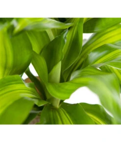 Drachenbaum - Dracaena Fragrans 'Massangeana' -Compo Verkaufsgeschäft 8511214 BildD 002 DrachenbaumMassangeanaDracaenaMassangeana3T