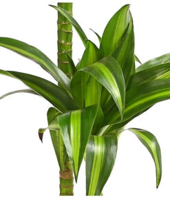 Drachenbaum - Dracaena Fragrans 'Hawaiian Sunshine' -Compo Verkaufsgeschäft 8511545 WE DE 001 DrachenbaumDracaenaMassangianaHawaiinSunshineT19OWDehnerExpressHerzig