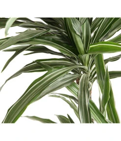 Drachenbaum - Dracaena Deremensis, Verschiedene Sorten -Compo Verkaufsgeschäft 8511560 WE DE 001 DrachenbaumDracaenaDeremensisWhiteStripesT27DehnerExpressHerzig