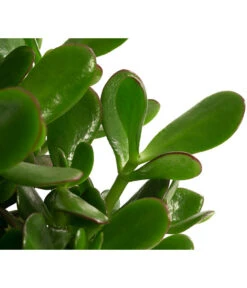 Dickblatt - Crassula Cultivars, Verschiedene Sorten -Compo Verkaufsgeschäft 8517757 WE DE 002 CrassulaMixT23