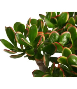 Dickblatt - Crassula Cultivars, Verschiedene Sorten -Compo Verkaufsgeschäft 8517757 WE DE 003 CrassulaMixT23