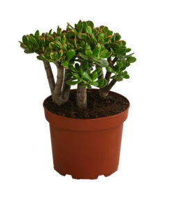 Dickblatt - Crassula Cultivars, Verschiedene Sorten -Compo Verkaufsgeschäft 8517757 WE FS 003 CrassulaMixT23