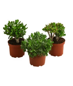 Dickblatt - Crassula Cultivars, Verschiedene Sorten -Compo Verkaufsgeschäft 8517757 WE FS 004 CrassulaMixT23