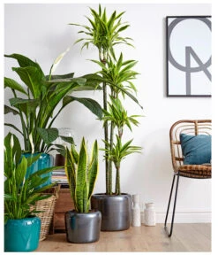 Air So Pure® Einblatt - Spathiphyllum Wallisii 'Sensation' -Compo Verkaufsgeschäft 8528184 8705881 8220550 8267775 PR MO 002 DrachenbaumDracaenaEinblattBogenhanfSauer