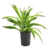 Drachenbaum - Dracaena 'Lemon Lime', Hydrokultur