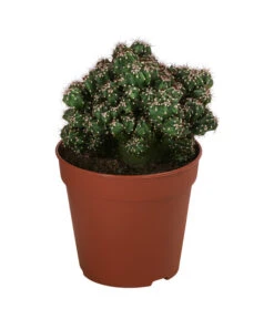 Kakteen-Set - Cactaceae, Verschiedene Sorten, 3-teilig -Compo Verkaufsgeschäft 8561516 WE FS 003 Kakteen3 SetT12