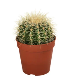 Kakteen-Set - Cactaceae, Verschiedene Sorten, 3-teilig -Compo Verkaufsgeschäft 8561516 WE FS 004 Kakteen3 SetT12