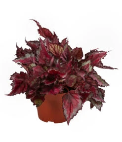 Blattbegonien-Set - Begonia Rex Hybriden, 3-teilig -Compo Verkaufsgeschäft 8561524 WE FS 003 Blattbegonien3 SetT12