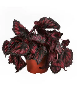 Blattbegonien-Set - Begonia Rex Hybriden, 3-teilig -Compo Verkaufsgeschäft 8561524 WE FS 004 Blattbegonien3 SetT12