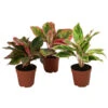 Buntblättriger Kolbenfaden-Set - Aglaonema Commutatum, 3-teilig
