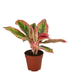 Buntblättriger Kolbenfaden-Set - Aglaonema Commutatum, 3-teilig -Compo Verkaufsgeschäft 8561581 WE FS 002 Aglaonema3SetT12