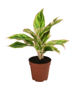 Buntblättriger Kolbenfaden-Set - Aglaonema Commutatum, 3-teilig -Compo Verkaufsgeschäft 8561581 WE FS 003 Aglaonema3SetT12