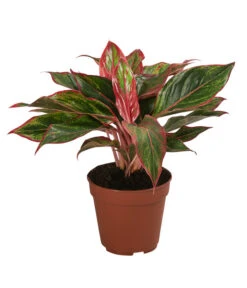 Buntblättriger Kolbenfaden-Set - Aglaonema Commutatum, 3-teilig -Compo Verkaufsgeschäft 8561581 WE FS 004 Aglaonema3SetT12