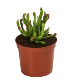 Fleischfressende Pflanzen - Raritäten-Set, 3-teilig -Compo Verkaufsgeschäft 8561623 WE FS 003 FleischfressendePflanzenRaritaeten3SetT9