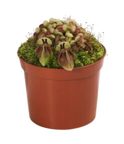 Fleischfressende Pflanzen - Raritäten-Set, 3-teilig -Compo Verkaufsgeschäft 8561623 WE FS 004 FleischfressendePflanzenRaritaeten3SetT9