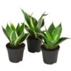 Bogenhanf-Set - Sansevieria Trifasciata Hahnii, 3-teilig
