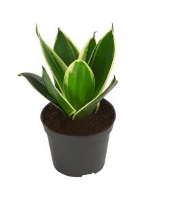 Bogenhanf-Set - Sansevieria Trifasciata Hahnii, 3-teilig -Compo Verkaufsgeschäft 8561631 WE FS 003 SansevieriaTrifasciataHahnii3SetT5 5