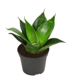 Bogenhanf-Set - Sansevieria Trifasciata Hahnii, 3-teilig -Compo Verkaufsgeschäft 8561631 WE FS 004 SansevieriaTrifasciataHahnii3SetT5 5