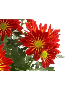 Chrysantheme 'Cirus' -Compo Verkaufsgeschäft 8582678 PR DE 001 ChrysanthCirusDehnerExpressHerzig