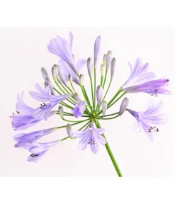 Schmucklilie -Compo Verkaufsgeschäft 8583031 WE DE 002 AgapanthusBlauT13