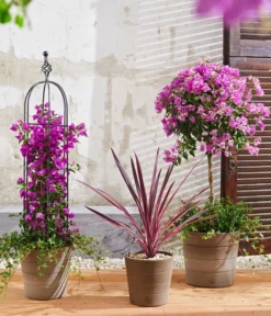 Drillingsblume, Stämmchen -Compo Verkaufsgeschäft 8583684 8684482 WE MO 003 KuebelpflanzenBougainvilleaCordyline 1