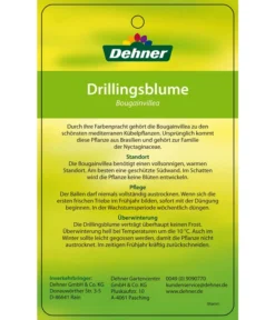 Drillingsblume, Ministamm -Compo Verkaufsgeschäft 8583700 DrillingsblumeStamm 28012016 2
