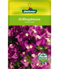 Drillingsblume, Ministamm -Compo Verkaufsgeschäft 8583700 Drillingsblume 28012016 1