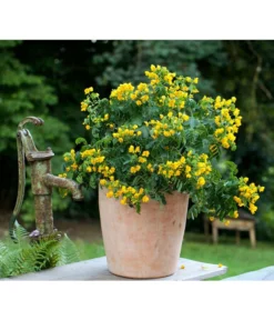 Gewürzrinde, Busch -Compo Verkaufsgeschäft 8584153 PR MO 001 CassiaSennaGewuerzrindeTerrakottaTopfRund3tlg