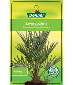 Blaue Zwergpalme -Compo Verkaufsgeschäft 8584401 Chamaeropshumiliscerifera 15112016 1